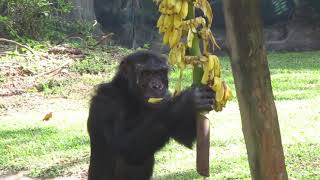 chimpanzee eating banana [upl. by Maher]