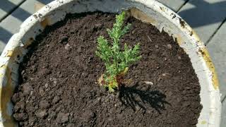 Planting a Giant Sequoia Sapling amp the Difference Between Introduced and Invasive [upl. by Yraeg]