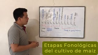 Etapas fenológicas del cultivo de maíz [upl. by Nerha]