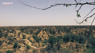 Beehad Ravines of Chambal  Taking back the badlands [upl. by Roche]