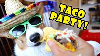 CORGI’S TACO Eating Party Dog Friendly  Life After College Ep 598 [upl. by Arluene647]