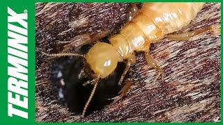 Protect Your Home From Termites  Termite Species  Terminix [upl. by Clardy]