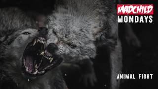 Madchild  Animal Fight Produced by CLance MadchildMondays [upl. by Agneta436]