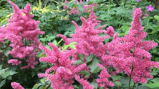 🌿  Astilbe Planting  Natives  New Plantings  🌿 [upl. by Chin103]