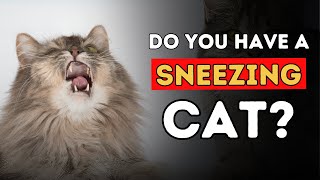 Sneezing Cat 5 Effective Home Remedies [upl. by Yrtneg]