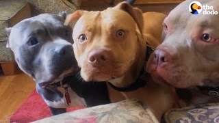 Aggressive Pit Bulls Are Gentle With Everyone They Meet  The Dodo [upl. by Anoik225]