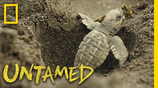 Surviving Sea Turtles  Untamed [upl. by Aileme]