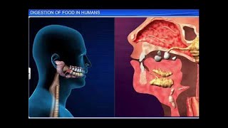 CBSE Class 11 Biology  Digestion of Food [upl. by Guibert]