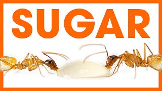 Feeding Ants Sugar  Ant Diet amp Nutrition [upl. by Eshelman]