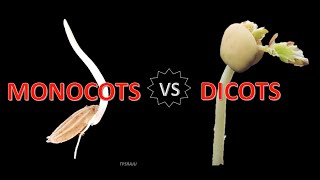 Differences between MONOCOTS and DICOTS [upl. by Darda]