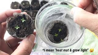 Germinating Lisianthus seed without heat mat amp grow light [upl. by Millie]