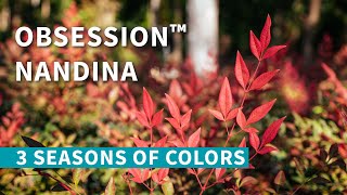 Obsession™ Nandina Shrub  3 SEASONS of Color [upl. by Celtic]