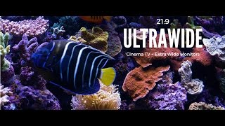 Ultrawide Screensaver for Cinema Displays 219 Aquarium Video Ultra HD [upl. by Leotie]