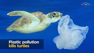 Turtles and plastic pollution [upl. by Roxane]