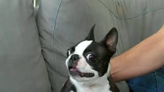 French Bulldog Talking Funny Compilation [upl. by Sorel566]