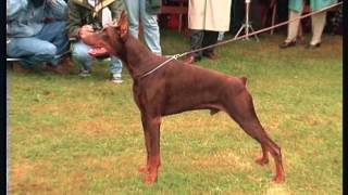 The Doberman  Pet Dog Documentary [upl. by Martel289]