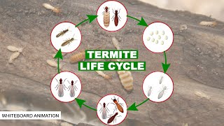 THE LIFE CYCLE OF THE TERMITE [upl. by Asuncion]