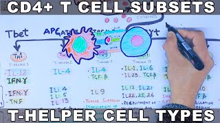 CD4 T Cell Subsets  THelper Cell [upl. by Olegnaleahcim]