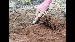 How to Plant Astilbe [upl. by Elfie]