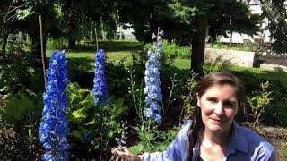 Blue delphiniums in bloom [upl. by Nennerb309]