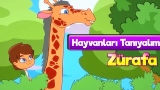 Zürafalar 🦒 Çocuklar İçin Hayvanlar Çizgi Film amp Zürafa Çocuk Şarkısı [upl. by Adaner]