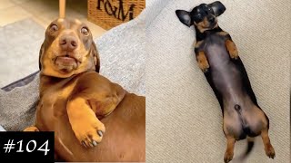 Dachshund Compilation  Funny And Cute Videos [upl. by Blackmun878]