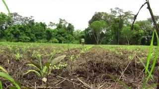 Cómo cultivar Maíz  TvAgro por Juan Gonzalo Angel  Maiz [upl. by Kial]