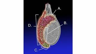 Difference Between Epididymis and Testicular Cancer [upl. by Zachery502]