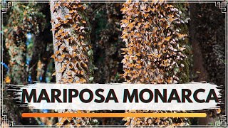 ¡¡ SANTUARIO DE LA MARIPOSA MONARCA [upl. by Yrojram]