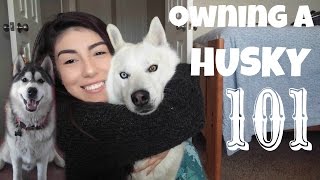 Everything you NEED to know BEFORE Owning a Husky [upl. by Eniruam707]