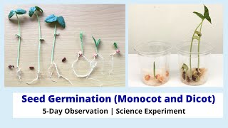 5Day Observation of Monocot and Dicot Seeds  Seed Germination Science Experiment [upl. by Keryt]