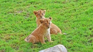 2 nuevos cachorros de león en el kopje de Bioparc Valencia [upl. by Frazier504]