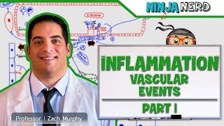 Immunology  Inflammation Vascular Events Part 1 [upl. by Demodena]