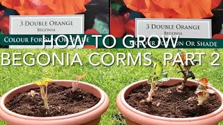 How To Grow Begonia Corms Part 2 Planting Begonia In Containers [upl. by Kondon]