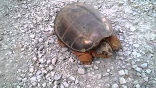 DO NOT mess with this turtle Snapping turtle in scary attack [upl. by Jentoft646]