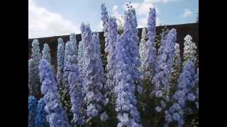 Delphiniums full identification video [upl. by Eenwat89]