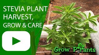 Stevia plant  How to grow amp care  Sweetener Candyleaf [upl. by Haissem]