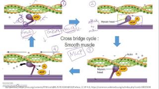 Latch mechanism smooth muscle Simplified view [upl. by Sesilu]