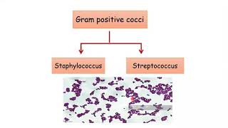 Gram positive cocci  المكورات العنقودية الموجبه [upl. by Eniamart137]