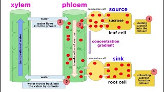 Types of Plant Tissues [upl. by Debor804]