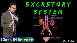 Excretory System  Life Processes 2  Class 10 Science Biology  Toppr Study [upl. by Adnowal468]