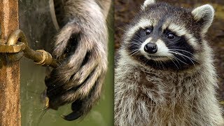 Racoon Demonstrates Problem Solving Skills  BBC Earth Explore [upl. by Aiel]