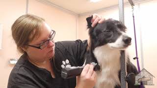 Grooming a Border Collie [upl. by Thorncombe888]