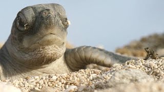 Turtle Hatchlings Face Death While Dashing to Ocean [upl. by Ahsirtal]