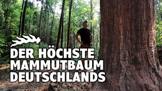 Der höchste Mammutbaum Deutschlands  Auenwald  BadenWürttemberg  Sequoiadendron Giganteum [upl. by Nwahsav]