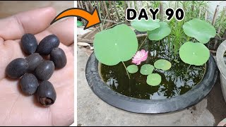 How to Grow Lotus From Seeds At Home [upl. by Waylin]