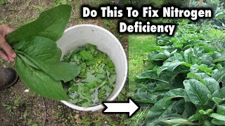 7 Ways To Fix Nitrogen Deficiency In Your Garden [upl. by Anas]