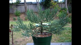 Giant Sequoia Bonsai Tree [upl. by Ecirtnom]