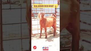 Kalahari Red Goat Breed  Kalahari Goat Farming [upl. by Esinev]