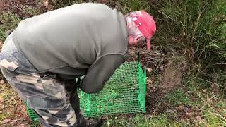 URGENCE  Piéger le blaireau  Chasseur Piégeur en action [upl. by Meerak]